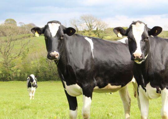 Bovine